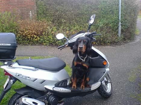Gordon setter Storaaens Chief "Pelle" billede 3