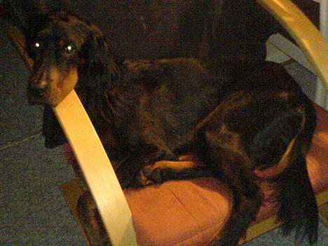 Gordon setter Storaaens Chief "Pelle" - det er så min dejlige lænestol, herfra kan jeg følge med i det hele! billede 4