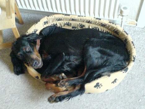 Gordon setter Storaaens Chief "Pelle" - min lille hundekurv, hmm hvordan skal jeg lige vænne mig! billede 5