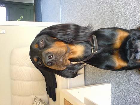 Gordon setter Storaaens Chief "Pelle" - ja jeg er en ret flot fyr, synes du ikke;-D billede 6