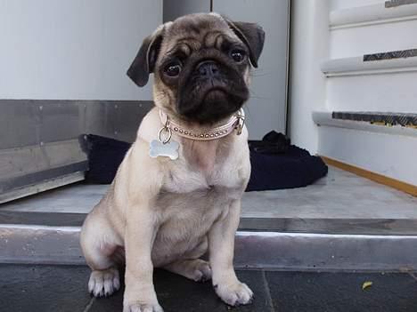 Mops Pugsy billede 9