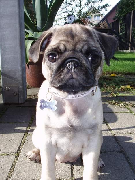 Mops Pugsy billede 10