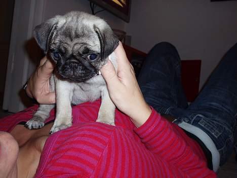 Mops Pugsy billede 11