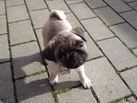 Mops Pugsy billede 12