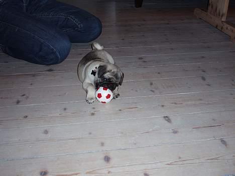 Mops Pugsy billede 13