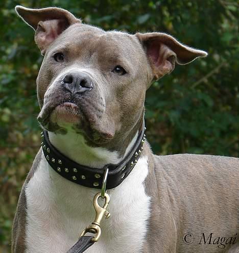 Amerikansk staffordshire terrier Trunte billede 8