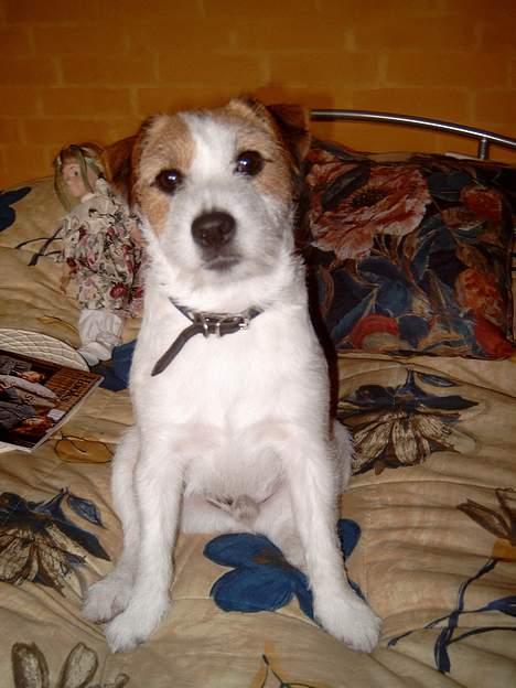 Jack russell terrier Tjiko R.I.P billede 8