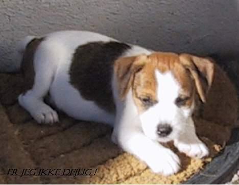 Jack russell terrier Tjiko R.I.P billede 9