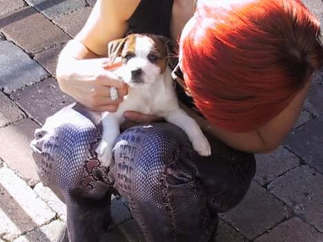 Jack russell terrier Tjiko R.I.P billede 10