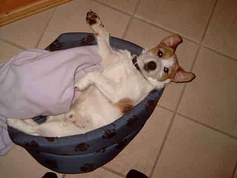 Jack russell terrier Tjiko R.I.P billede 11