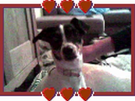 Dansk svensk gaardhund mille - min dejlige mille<33 billede 12