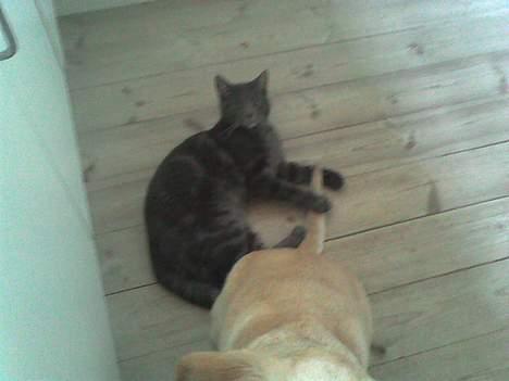 Dansk svensk gaardhund mille - dette er min dejlige kat santos.. <3 der leger med min anden hund tilte<3 billede 13