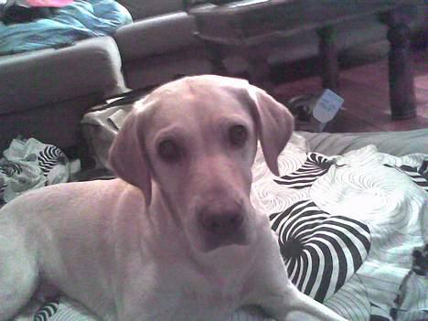 Dansk svensk gaardhund mille - tilte<333 billede 14