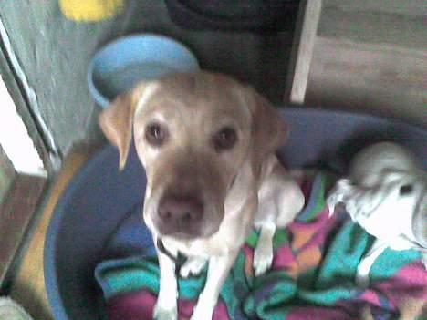 Dansk svensk gaardhund mille - er jeg ikke fin <333 billede 15