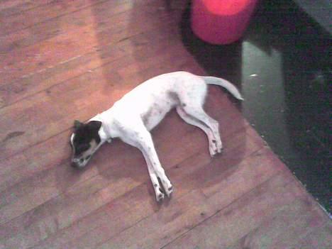 Dansk svensk gaardhund mille - elsker at blive varmet af brændeovnen.. ahhh billede 16