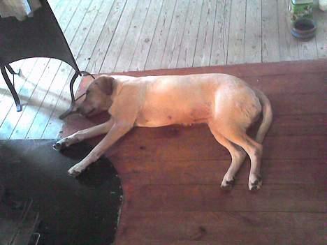 Dansk svensk gaardhund mille - elsker at blive varmet af brændeovnen... ahh... billede 17