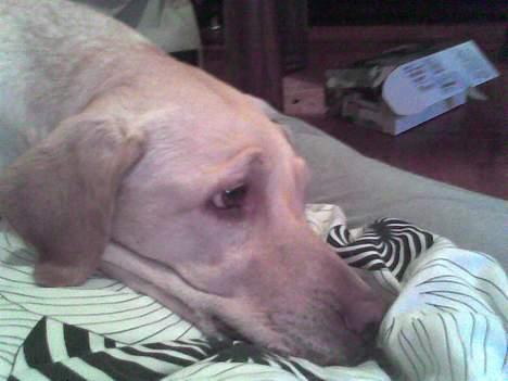 Dansk svensk gaardhund mille - rigtig træt <3 billede 18