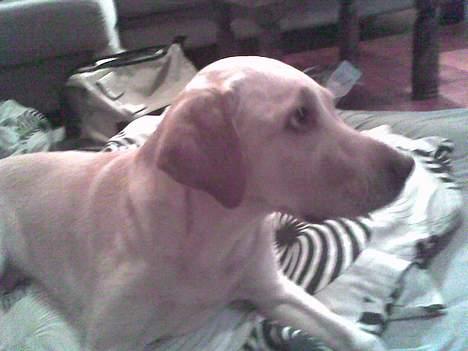 Dansk svensk gaardhund mille - dette er min dejlige store hund <3 billede 19