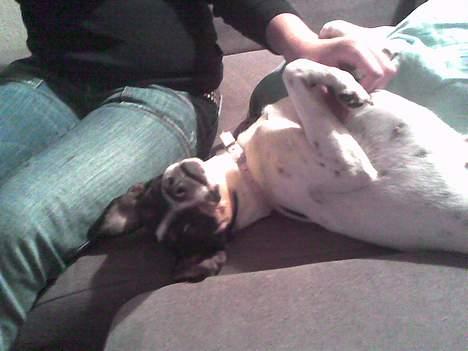 Dansk svensk gaardhund mille - hehe leger<3 billede 20