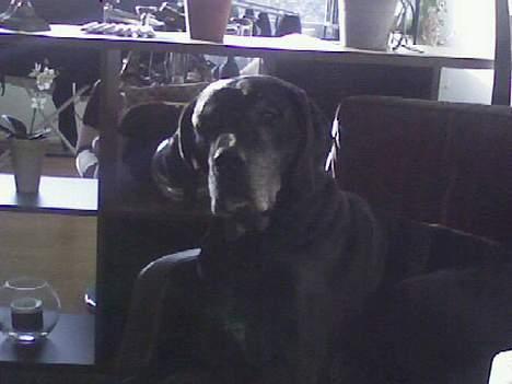 Blanding af racer Freya billede 3