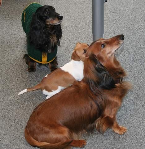 Jack russell terrier Molly - Her er lille Molly med hendes to første hunde venner: Quax & Murphy. De er desværre døde nu pga. alder.  billede 2