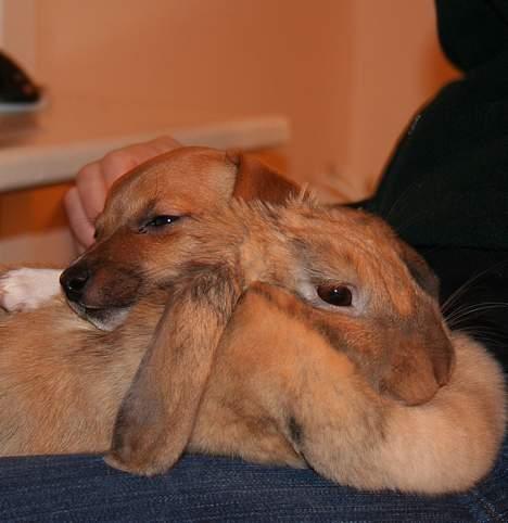 Jack russell terrier Molly - Molly 10 uger gammel - hygger sig med sin bedste ven Harry Potter som giver dejligt varme når man nu ikke længere bor hos bror og mor mere  billede 3