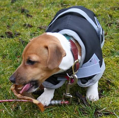 Jack russell terrier Molly - Molly 4 mdr. - hygger sig med et dejligt griseøre i haven billede 4