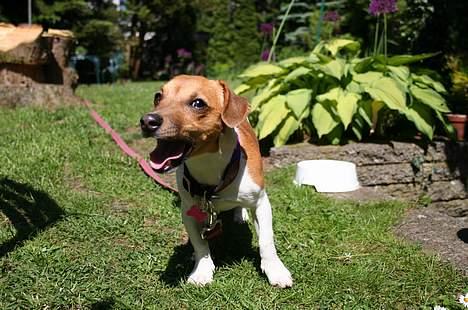 Jack russell terrier Molly - Ja jeg kan også gø! billede 6