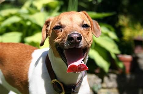 Jack russell terrier Molly - Py ha da hvor er det varmt om sommeren! billede 7