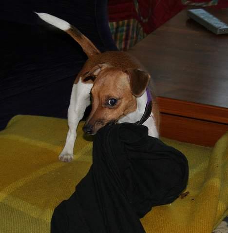 Jack russell terrier Molly - Hey! Jeg kan altså også godt være fræk! billede 8