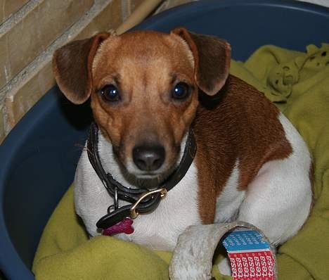 Jack russell terrier Molly - Molly slapper af på kontoret - ligger i kurv under mors bord billede 9