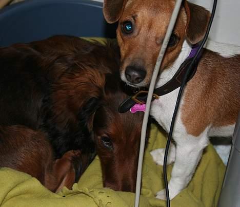 Jack russell terrier Molly - Her passer Molly sin nye ven Bobby. Molly & Bobby hygger sig hver dag på kontoret. billede 10