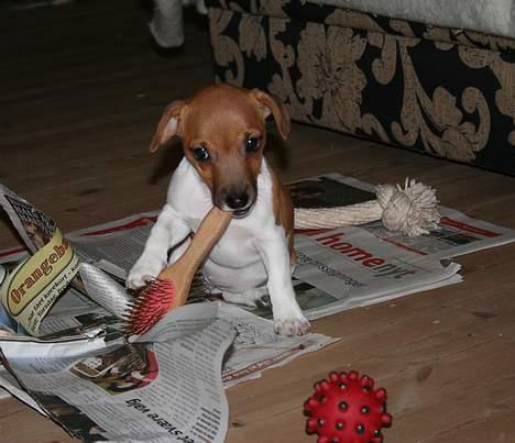 Jack russell terrier Molly - Baby Molly - Verdens mindste hund. billede 11