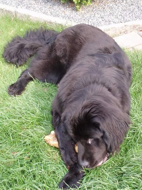 Newfoundlænder Luna (Newettas) - September 2006, nyder et kødben i haven billede 3