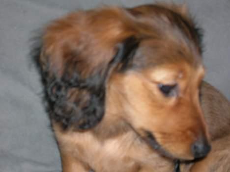 Dværggravhund Sofie - Tænker!! billede 2