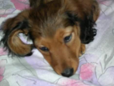 Dværggravhund Sofie - Slapper lige af.. billede 3