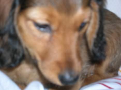 Dværggravhund Sofie billede 4