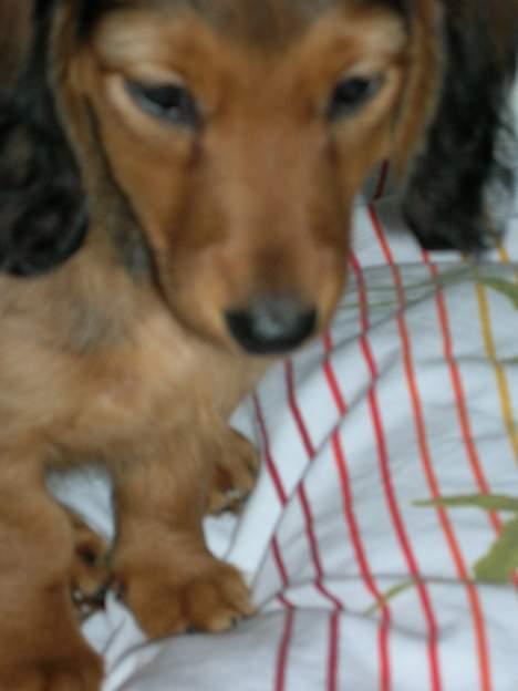 Dværggravhund Sofie billede 5