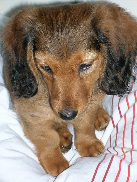 Dværggravhund Sofie - Se hendes maske:D  billede 6