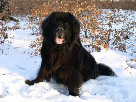 Newfoundlænder Djuan - Djuan død d.9-2-06 billede 1