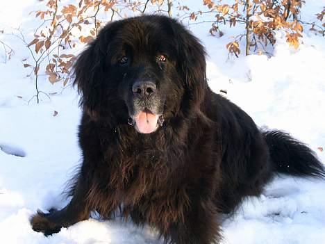 Newfoundlænder Djuan billede 2