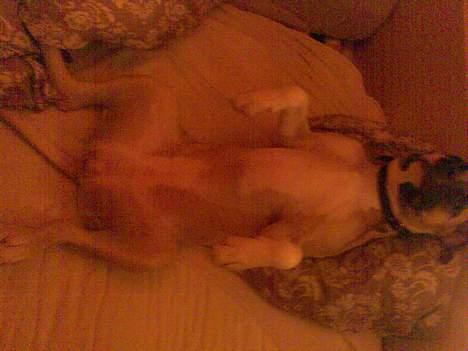 Amerikansk staffordshire terrier Daisy billede 13