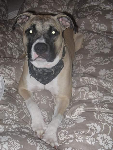 Amerikansk staffordshire terrier Daisy billede 14