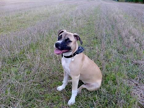 Amerikansk staffordshire terrier Daisy billede 15