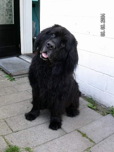 Newfoundlænder Djuan billede 3