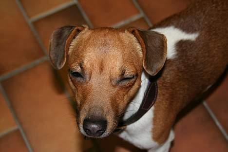 Jack russell terrier Molly - Iiiiihhh blitz lige i mine øjne .. se nu mit foto! billede 12