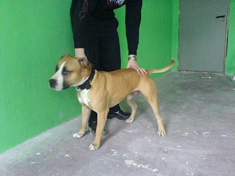 Amerikansk staffordshire terrier simba billede 2