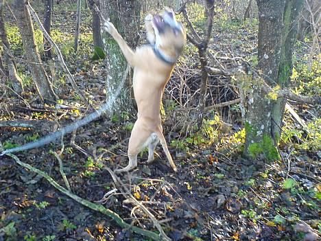 Amerikansk staffordshire terrier simba billede 3