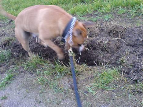 Amerikansk staffordshire terrier simba billede 4