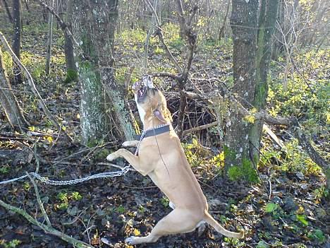 Amerikansk staffordshire terrier simba billede 5